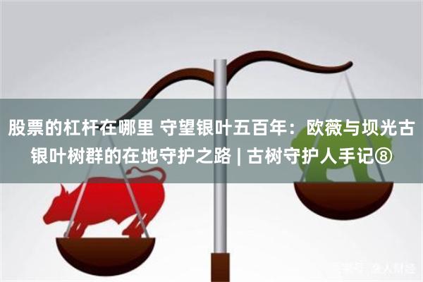股票的杠杆在哪里 守望银叶五百年：欧薇与坝光古银叶树群的在地守护之路 | 古树守护人手记⑧