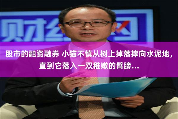 股市的融资融券 小猫不慎从树上掉落摔向水泥地，直到它落入一双稚嫩的臂膀...